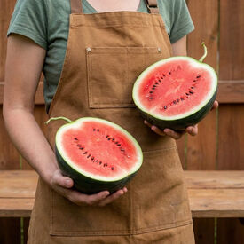 Bush Sugar Baby, Organic Watermelon Seeds